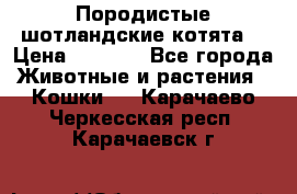 Породистые шотландские котята. › Цена ­ 5 000 - Все города Животные и растения » Кошки   . Карачаево-Черкесская респ.,Карачаевск г.